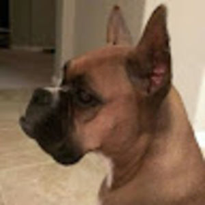 Meet your Posher, Tan